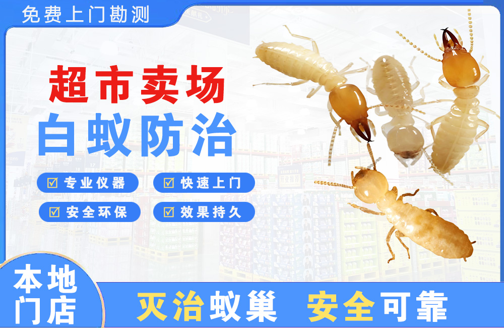 义乌超市卖场白蚁防治