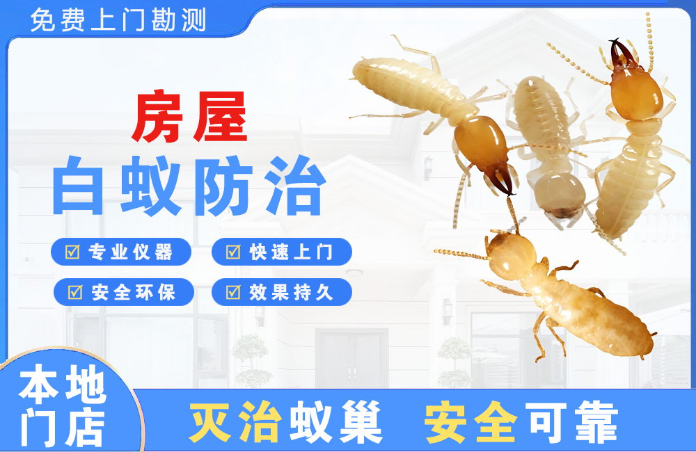 义乌房屋白蚁防治